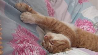 Искусство сна 2. Как глубоко и сладко спят коты I The Art of Sleep. Deepest dreams. Искусство сна 2. Как глубоко и сладко спят коты I The Art of Sleep. Deepest dreams.