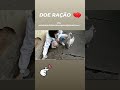 Alimentando gatos de rua. Doe ração. #shorts #caridade #amor #eduegraziproteçãoanimal #gatos