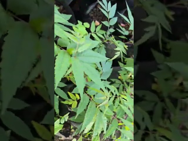 Bibit Surian di Pembibitan KAN Lasi Tumbuh Subur