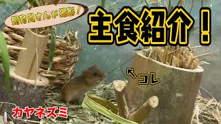 カヤネズミが好んで食べる意外なアレ