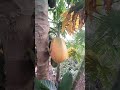 Um pé de mamão diferenciado