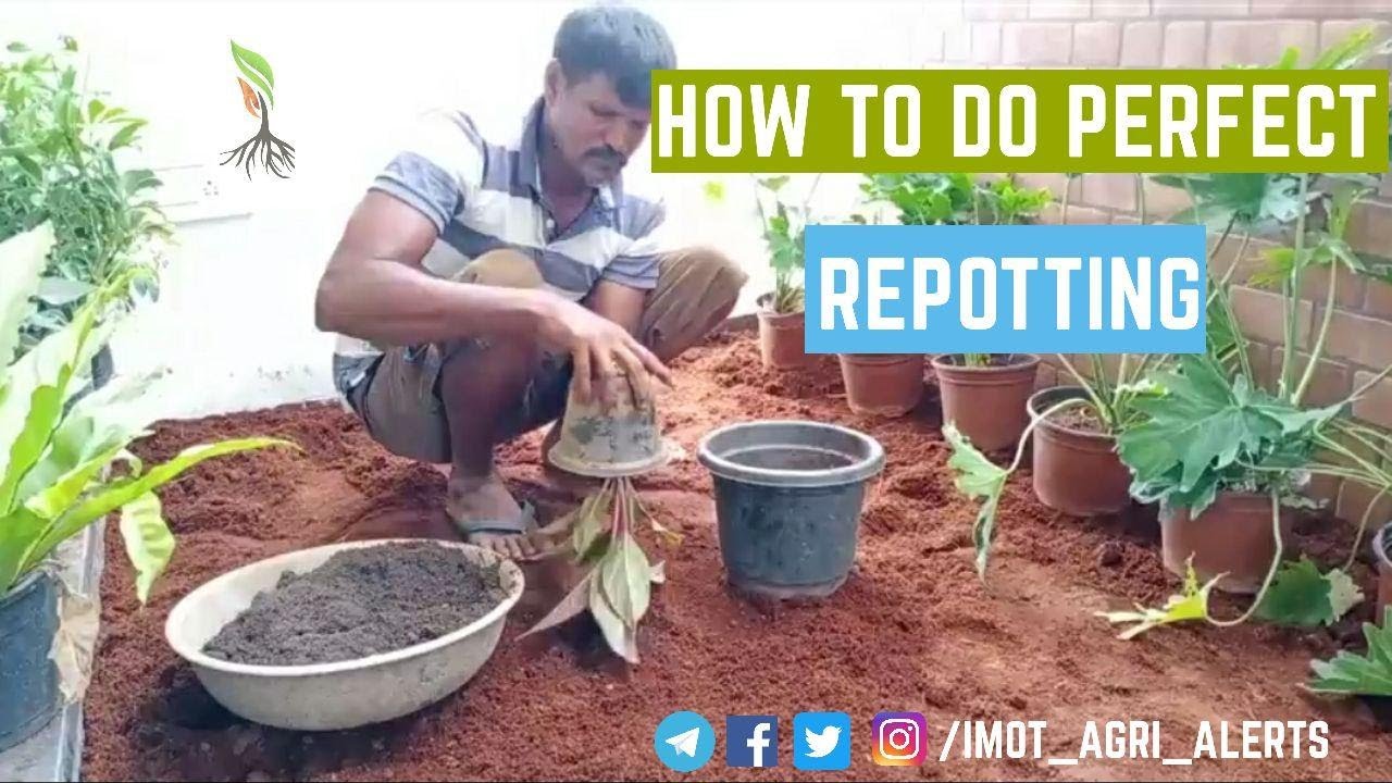 Repotting House Plants Easily - Demonstration Video