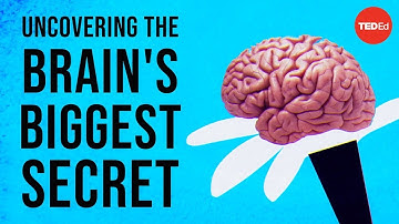 Uncovering The Brain