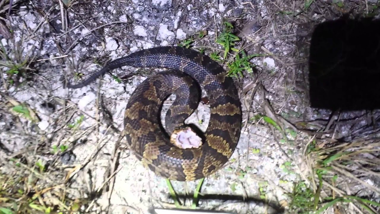 Water Moccasin 12/22/13 YouTube