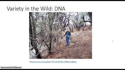 Cultivar, Variety, Hybrid Comparison