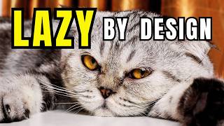 7 Laziest Cat Breeds That Turned Napping Into a Lifestyle