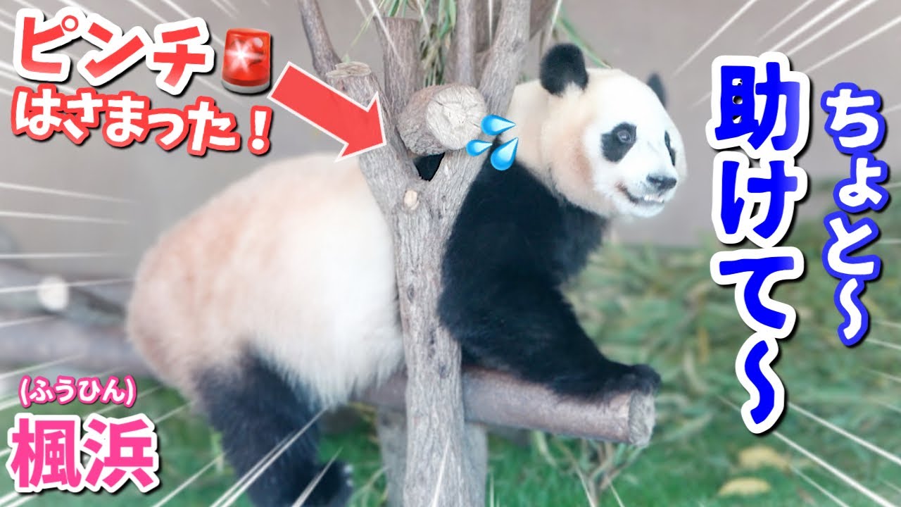 パンダアイドル楓浜】シャンシャン🐼お久しぶり♡白かった目がすっかり