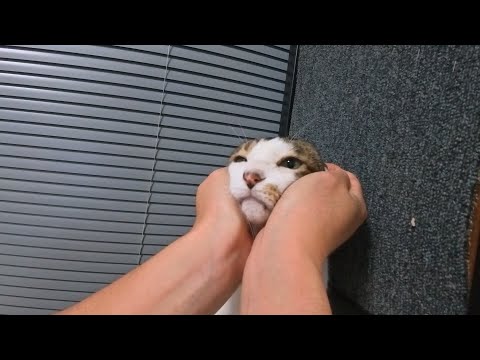 오른손 브이로그