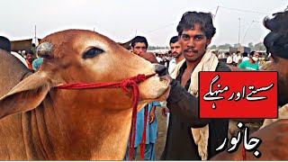Halky aur Bhari Janwar Mani Mai-Shahpur Kanjra Lahore Cow Mandi 2020 | Bakra Mandi 2020 |Eid ul Adha