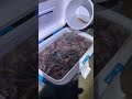 【番外編】ナターシャのホタルイカ掬い！海の恵みに感謝