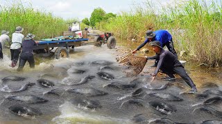 Technique Catching &amp; Catfish by Best Hands - Fishing on the Road Flooded 2023