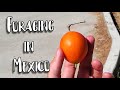 An Ibervillea Fruit Grows in Mexico - Weird Fruit Explorer