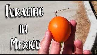 An Ibervillea Fruit Grows in Mexico - Weird Fruit Explorer