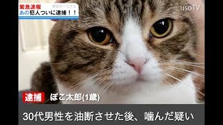 闇営業発覚！？おっさんを油断させてから噛む猫の手口とは…