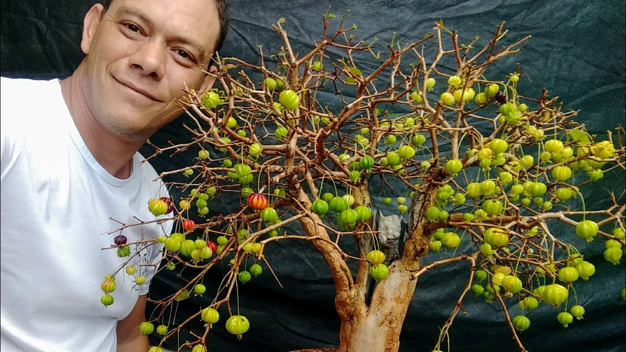 Bonsai pitangueira - trasplante, poda de raízes, refinamento
