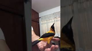 Turpial toche Cantando En Mano