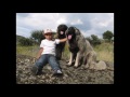 Estrela mountain dogs are also excellent therapy dogs の動画、YouTube動画。