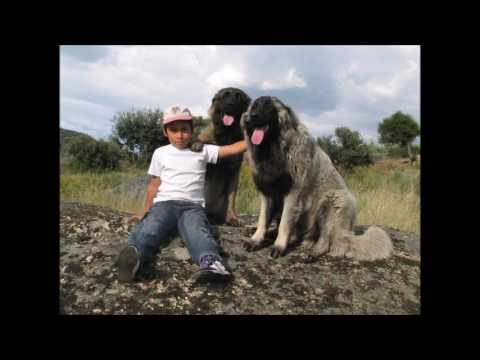 Video: Rasa De Câine Estrela Mountain Dog Hipoalergenică, Sănătate și Durată De Viață
