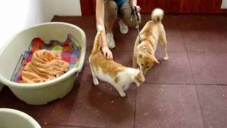 Shipka with cat 2010.05.06..wmv
