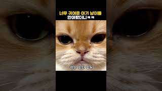 너무 귀여운 아기 냥이를 안아봤더니