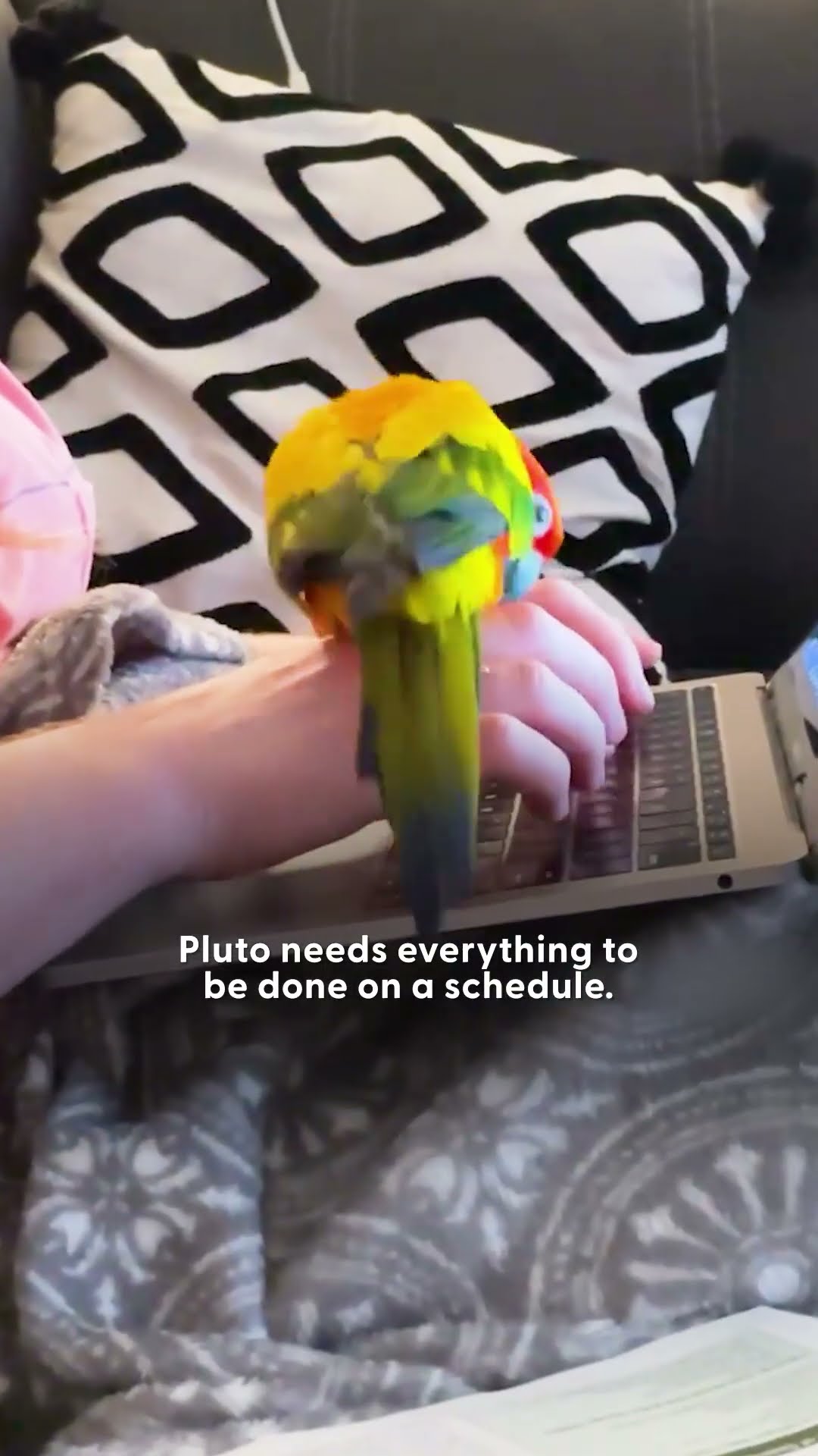 Parrot Micromanages Every Single Thing Mom Does | The Dodo