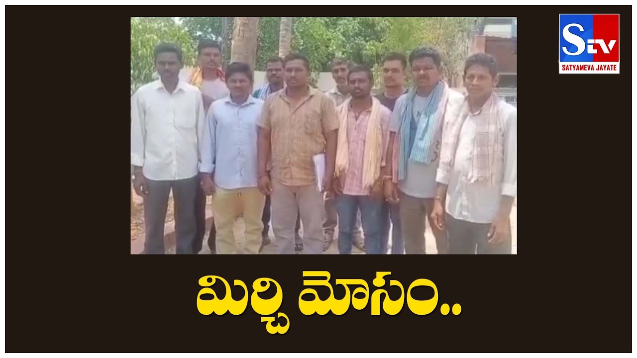 Khammam Mirchi Farmers Cheated by Trader || Stv Satyameva Jayate ||