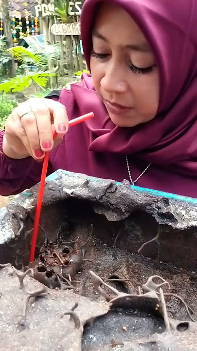 manfaat madu klanceng #vidioshort #lebahkelulut #bee