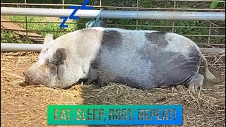Mini pigs eating apples