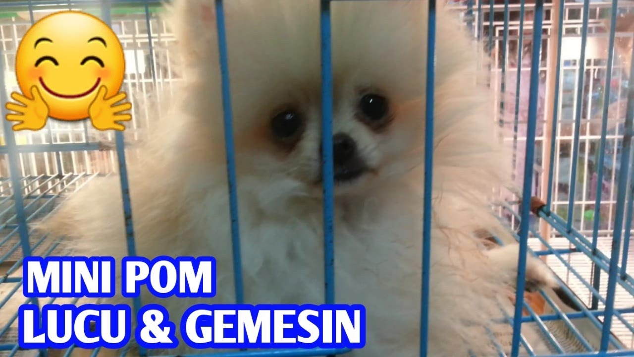 Anjing Mini Pomeranian Lucu Gemesin Youtube