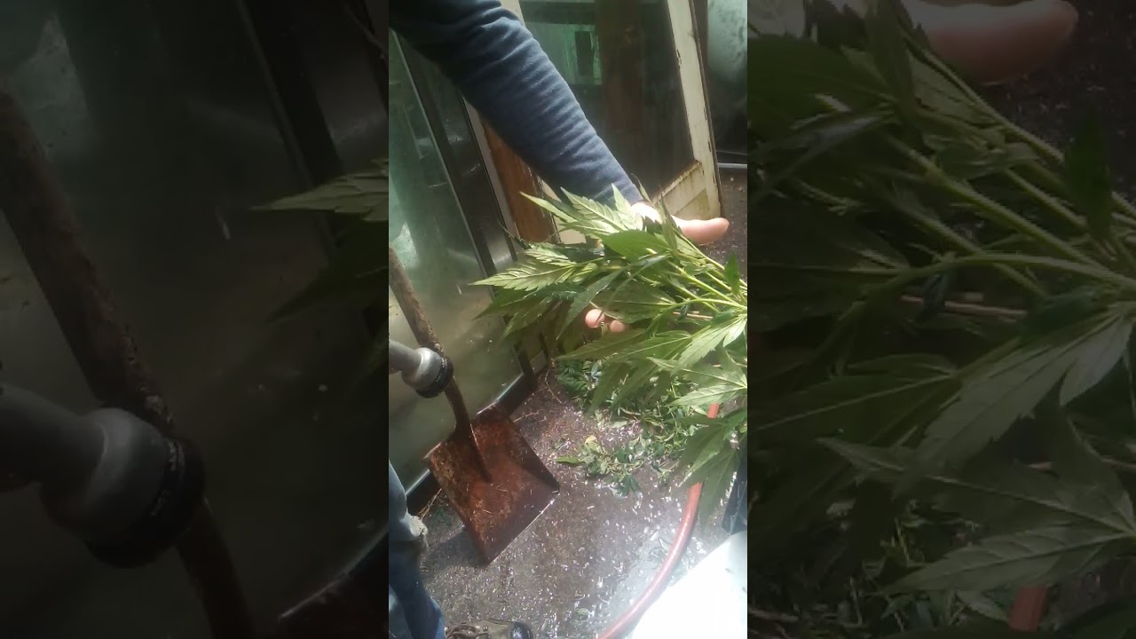 kill spider mites with Dawn