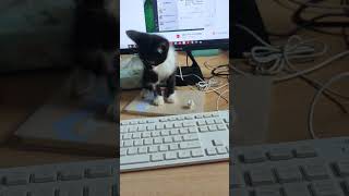 When You Working With A Milk Cat