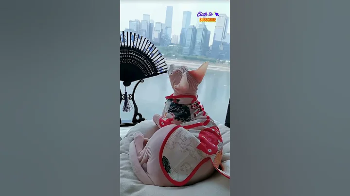 Watch the video about Adorable Munchkin Cat #cats #cutepets #shorts #short