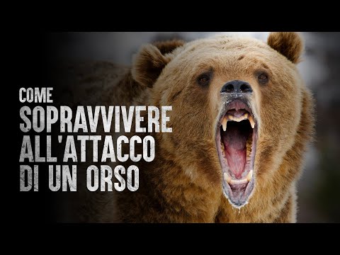 Video: Gli orsi neri attaccheranno gli umani?