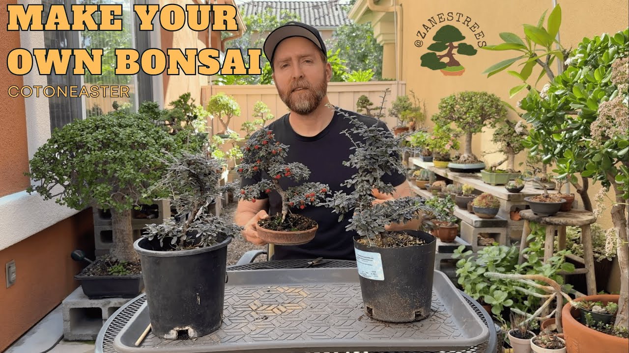 Make Your Own Bonsai Tree for $11: Cotoneaster Nursery Stock
