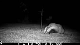 7th May 2026 Mabel the badger