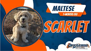 MALTESE 7-mo old 🐶🦮Off leash Dog Training / Obedience Training 🦮🐶
