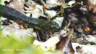 Cobra viperina, sapeira ou de auga. Culebra viperina