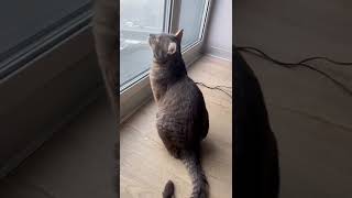 Что делать, чтобы кот не скучал один дома 😺 #shorts #кот #котики #кошки