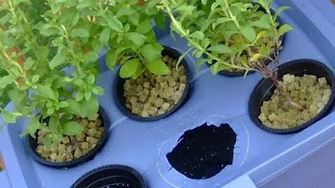 Hydroponics 101 with Dr. Shelley Mitchell