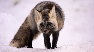 Wildlife of Mt  Rainier National Park