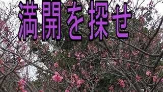 【沖縄】日本で一番早い満開の桜を探せ！【花見】