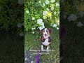 Snoopy ~ meet me! video