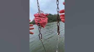 Làm mồi câu cá tra dầu khổng lồ #cacconvat #docla #fishing