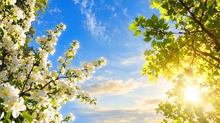 (No Ads) Restore Emotional Balance 🌿 Beautiful Music to Ease Tension & Overthinking