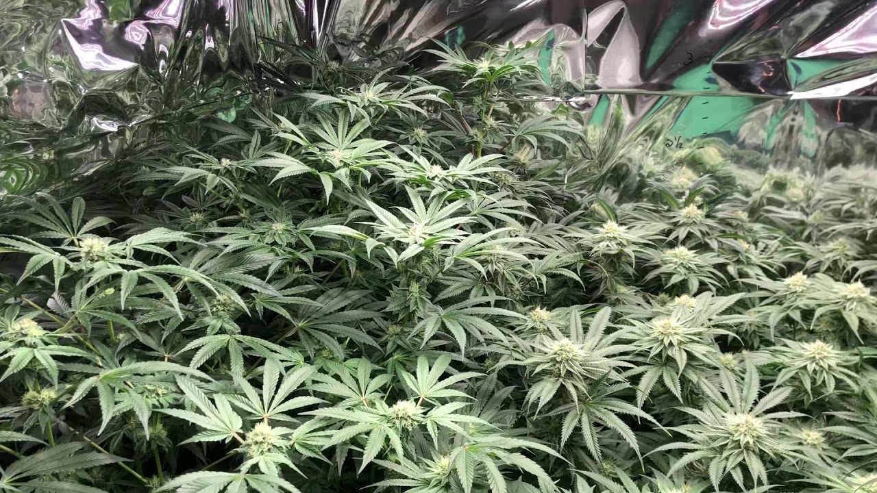 Purple City Genetics Run