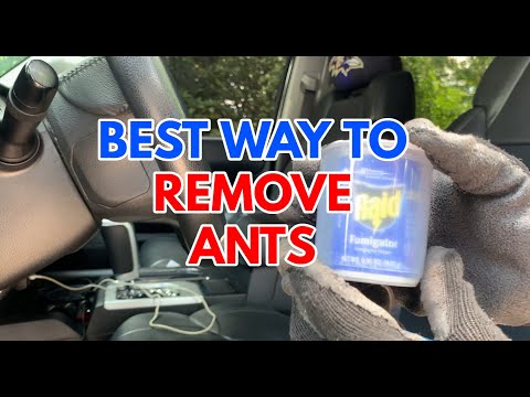 Why Is My Car Always Has Ants In It