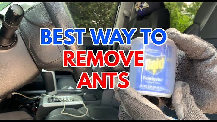 How do I keep ants out of my car?