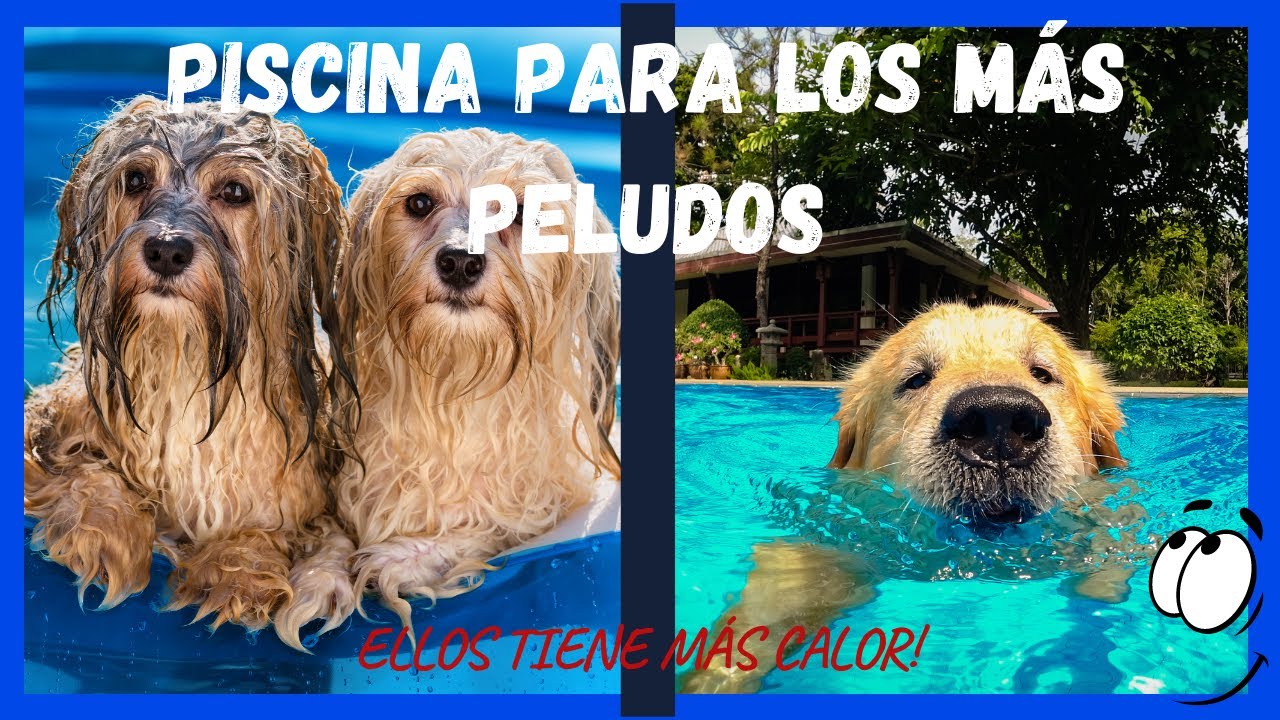 🐶PISCINA para PERROS/Las MEJORES del mercado para este VERANO TK-Pet plegable✅