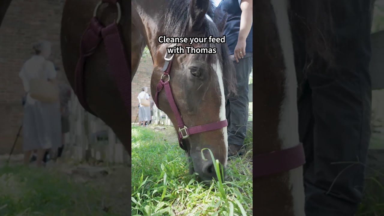 Horse Grazing ASMR