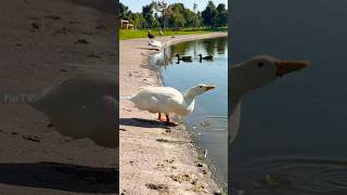 🐤The Duck enjoys drinking water ❤️#duck #cuteanimals #animals #Goose #duck #duckling #pato #vịt #बतख
